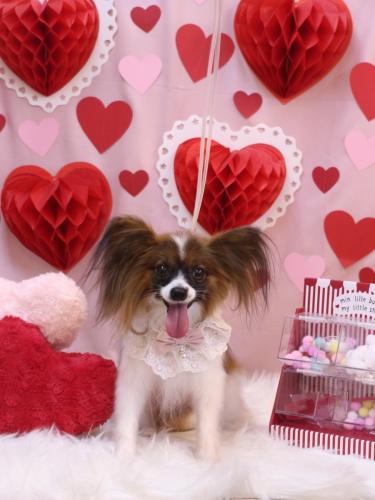 20240221ラナちゃん